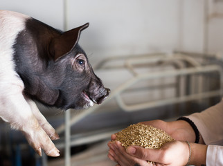 Wall Mural - Veterinarian giving granules to piglet