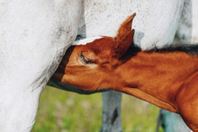 A Young Brown Foal Is Drinking Milk At The Mother's Udder