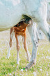 a young brown foal is drinking milk at the mother's udder