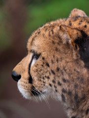 Wall Mural - Cheetah in Conservation Area, Eastern Africa