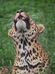 Wall Mural - Leopard in Conservation Area, Eastern Africa 