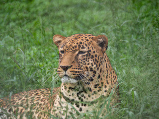 Wall Mural - Leopard in Conservation Are, Eastern Africa 