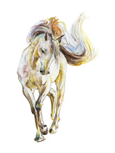 Watercolor White Horse