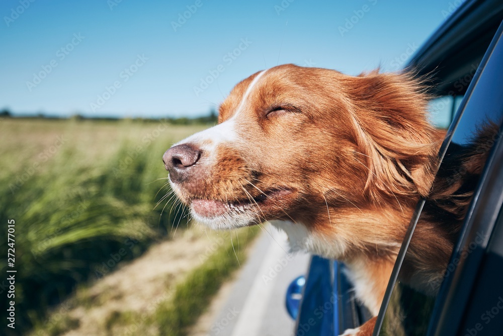 Dog travel by car - obrazy, fototapety, plakaty 