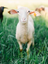 Lamb In Long Grass Looking At Camera