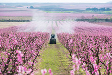 Tractor Spraying A Field In Bloom With Chemicals