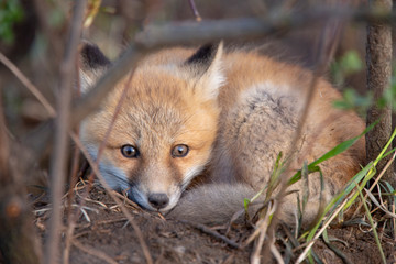 Wall Mural - Fox Kits Near Den