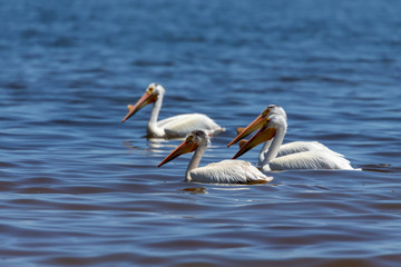 Wall Mural - White Pelicans (Pelecanus erythrorhynchos) on the water.Nature scene from lake Michigan Wisconsin.