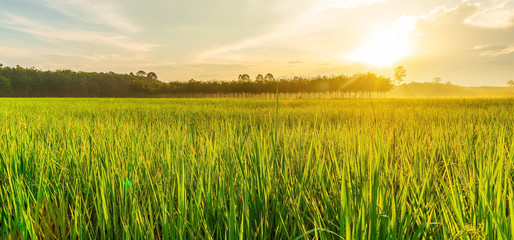 Rice field panorama with sunrise or sunset in moning light