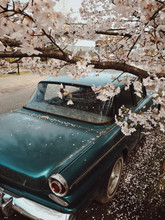 Classic Car And Blossoms