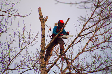 Industrial climber cuts chainsaw branches high on a tree