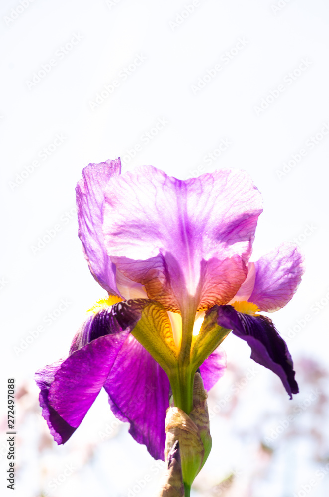 Iris