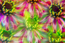 Colorful Zinnia Flowers Photographed Through A Prism