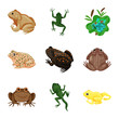 Vector illustration of frog and anuran icon. Collection of frog and animal vector icon for stock.