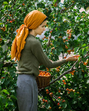 Woman Picking Apricots In Garden