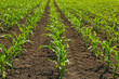 Green corn field as background, space for text. Agriculture
