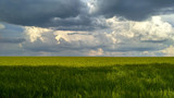 Fototapeta Mapy - Green field of wheat against the backdrop of a stormy sky