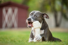 Pit Bull Dog Chewing On Bone