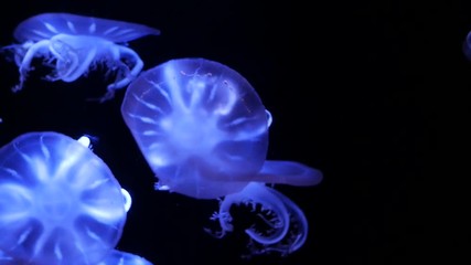 Wall Mural - Close-up Jellyfish, Medusa in fish tank with neon light.