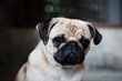 © Shikhar Bhattarai/Stocksy - Portrait of a pug looking at the camera.