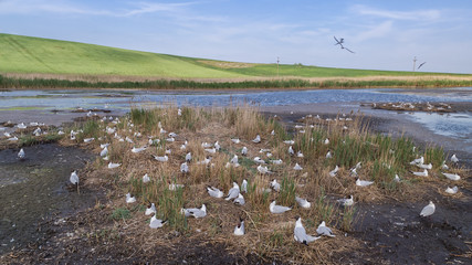 Sticker - seagulls in Danube Delta, Romania