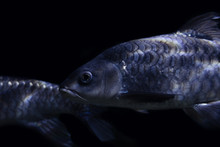 Marine Creature - Silver Fish