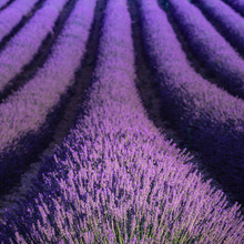 Lavender Free Stock Photo - Public Domain Pictures