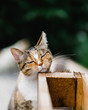 © Laura Stolfi/Stocksy - Headshot of tortoiseshell cat scratching her chin against rough wooden pallet