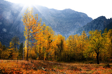 Wall Mural - close up colorful autumn leaves on trees and beam of light in forest of Mersin, Turkey