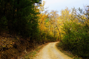 Wall Mural - Landscape image of dirt countryside dirt road with colorful autumn leaves and trees in forest of Mersin, Turkey