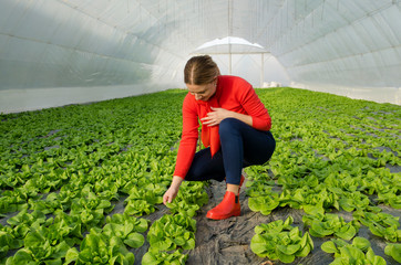 Female farmer taking care of her lettuce in greenhouse 