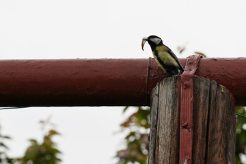 Wall Mural - Great tit carrying a pouch of feces from the nest on a wooden post in front of a metal tube.