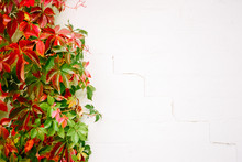 Autumnal Vine On An Old White Brick Wall