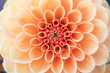 © Tim Booth Photography/Stocksy - Close-up of an orange Dahlia
