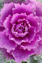 Curly Cabbage Detail Free Stock Photo - Public Domain Pictures