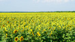Sunflower field in countryside in Russia