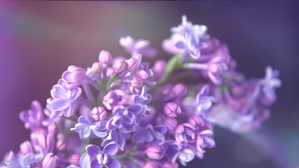 Sticker - Lilac. Blooming violet lilac flowers closeup. Spring scene. Opening flowers time lapse. 4K UHD video footage 3840X2160