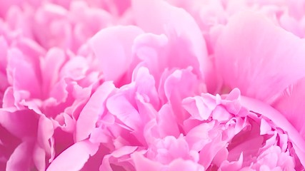 Poster - Beautiful pink peony bouquet background. Blooming peony or rose flowers rotating, close-up. 4K UHD video footage. 3840X2160