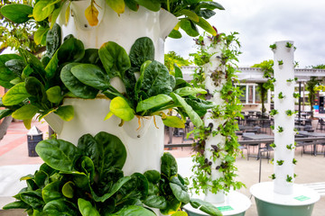 Several plastic vertical pole structures of hydrophonic leafy green vegetables