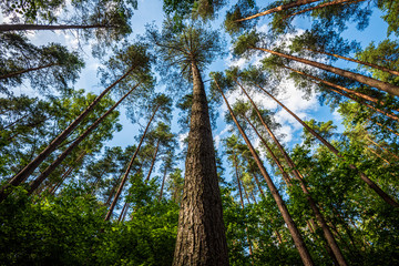 summer sun lit green forest park for relaxsation