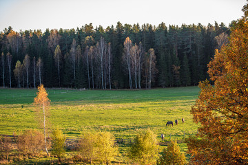 summer sun lit green forest park for relaxsation