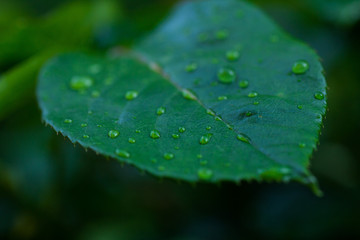 Rose leaf after rain close up