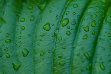 Tropical green leaf with water drops close up