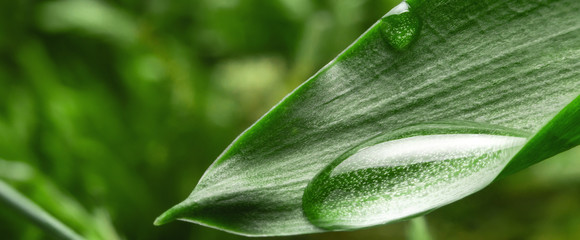 Wall Mural - Large rain water drop on a green leaf, macro photo shoot. Dew raindrop in the summer forest, nature. Beautiful natural background