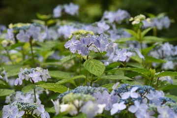 Canvas Print - Hydrangea bloom in the rain.