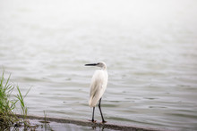 The Blurred Background Of Poultry (white Egret) That Is Looking For Food On The River Bank, By Eating Small Fish Food For Existence, The Mouth Is Long For Prey.