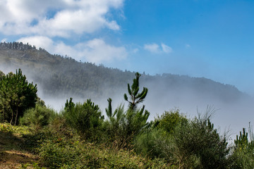 Poster - tree in mountains wirh fog