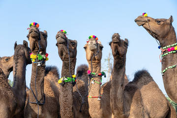 Wall Mural - Camels in desert Thar during Pushkar Camel Fair, Rajasthan, India