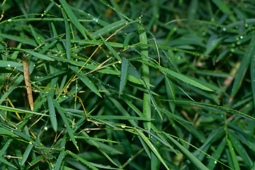 Sticker - Fresh bamboo leaves with water drop