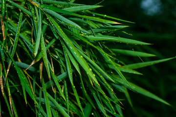 Canvas Print - Fresh bamboo leaves with water drop